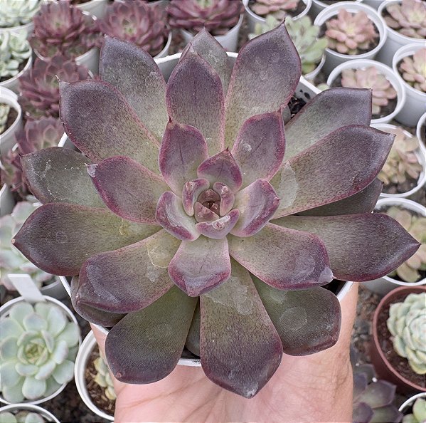 E. BLACK KNIGHT POTE 9