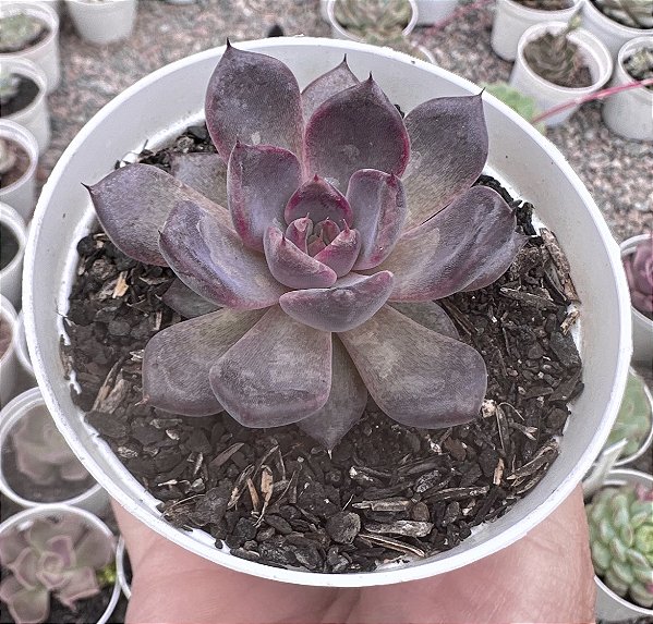 E. BLACK KNIGHT POTE 9