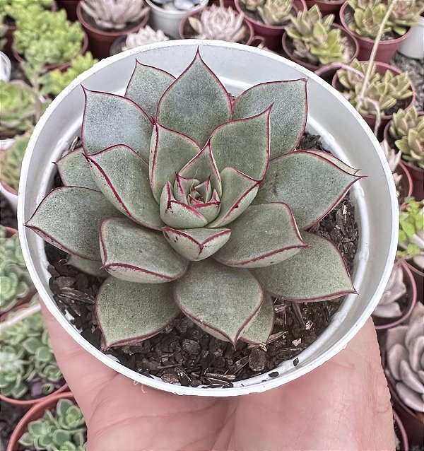 E. ACE OF HEARTS POTE 9