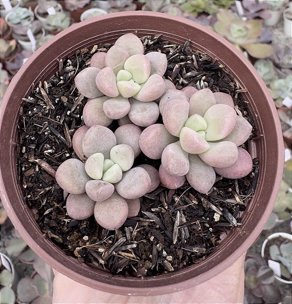 E. POLARIS HEARTS COLÔNIA POTE 9