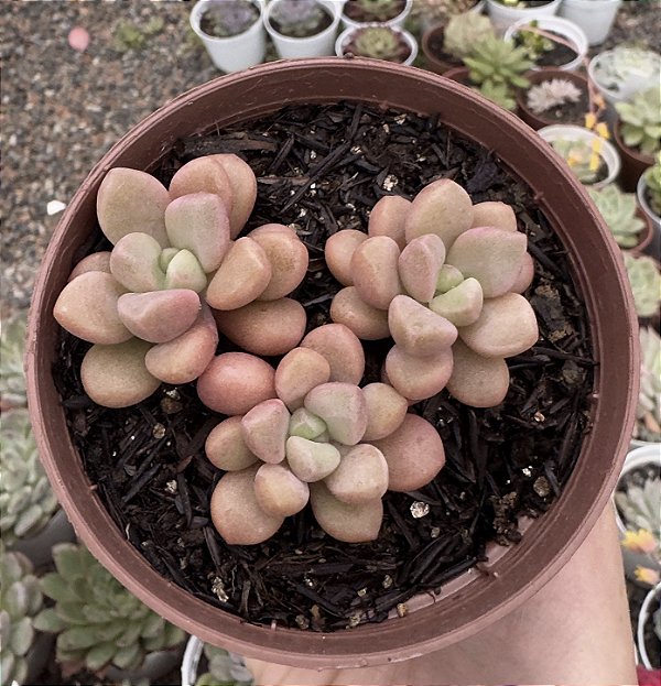 E. POLARIS HEARTS COLÔNIA POTE 9