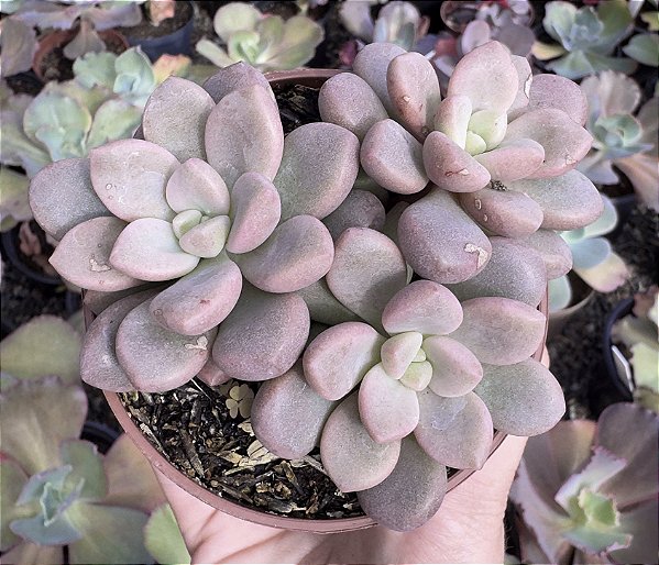 E. POLARIS HEARTS COLÔNIA POTE 9