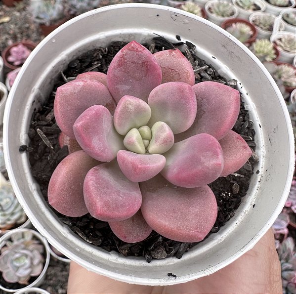 E. POLARIS HEARTS POTE 9