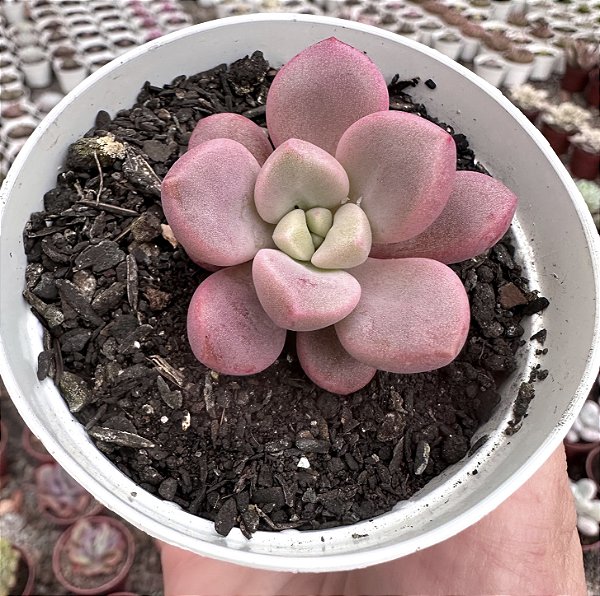 E. POLARIS HEARTS POTE 9
