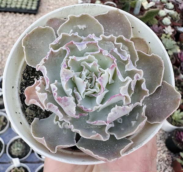 E. SHAVIANA C/CARÚNCULAS POTE 9