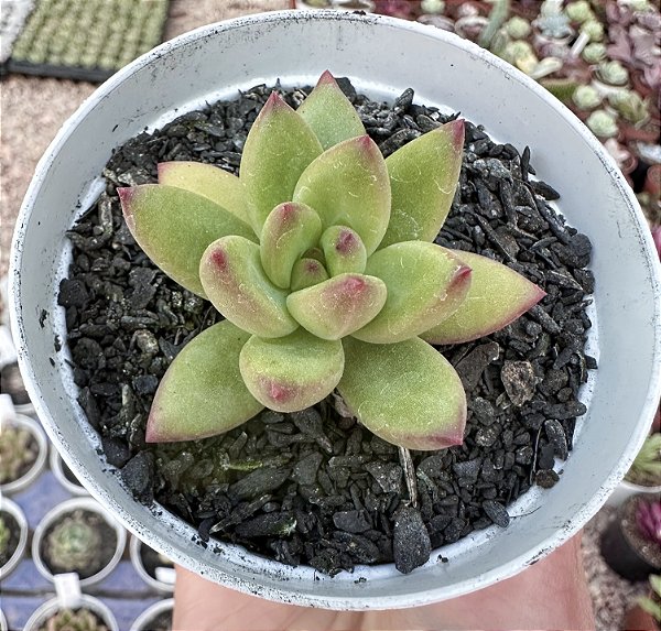 E. LYTA HALL POTE 9