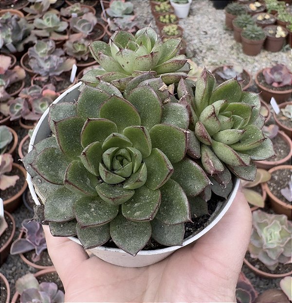 E. GREEN FLAME POTE 9