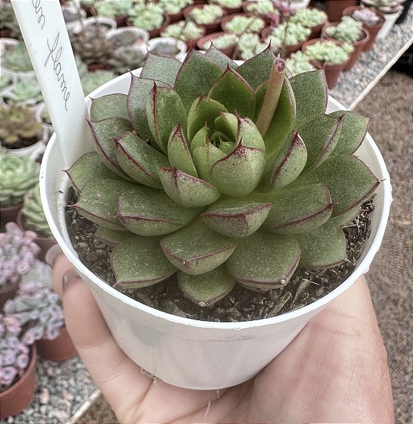 E. GREEN FLAME POTE 9