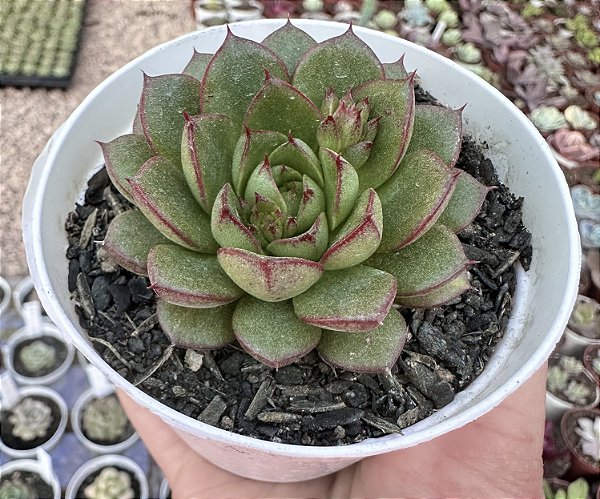 E. GREEN FLAME POTE 9