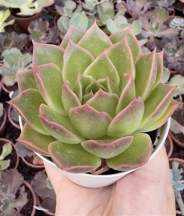 E. PINK MARBLE POTE 9