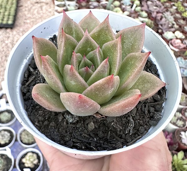 E. PINK MARBLE POTE 9
