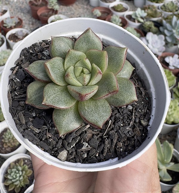 E. PARVINHA MUTAÇÃO POTE 9