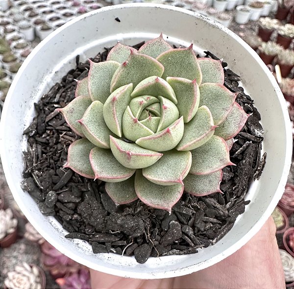 E. MIKASA POTE 9