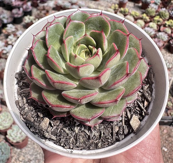 E. MIRAGLEN KOREA POTE 9