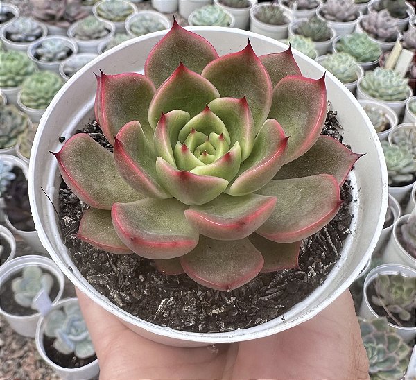 E. DUSK TWILIGHT POTE 9