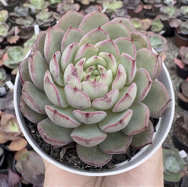 E. LINGOTE POTE 9