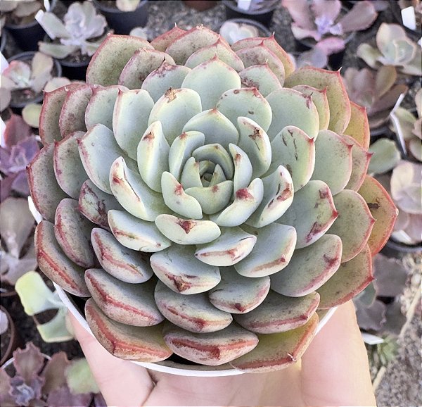 E. LINGOTE POTE 9