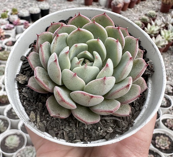 E. LINGOTE POTE 9