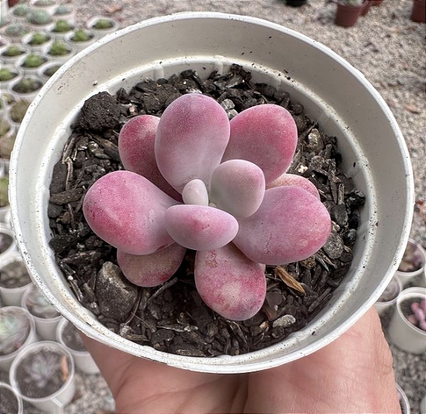 GRAP. AMESTHYSTINUM POTE 9