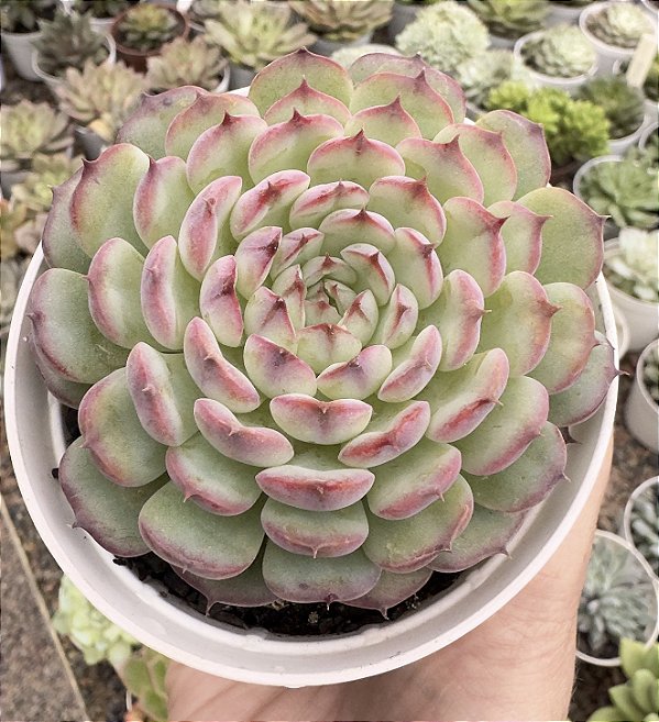 E. MARCEL POTE 9