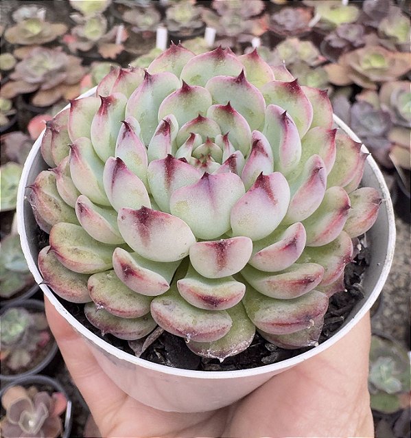E. MARCEL POTE 9