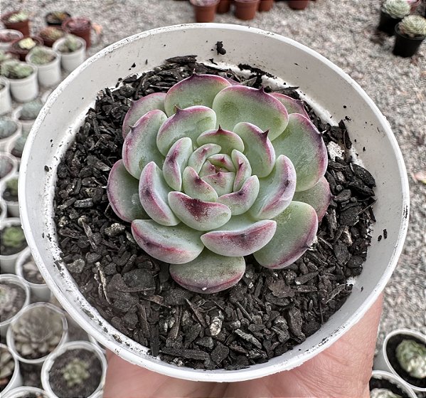 E. MARCEL POTE 9