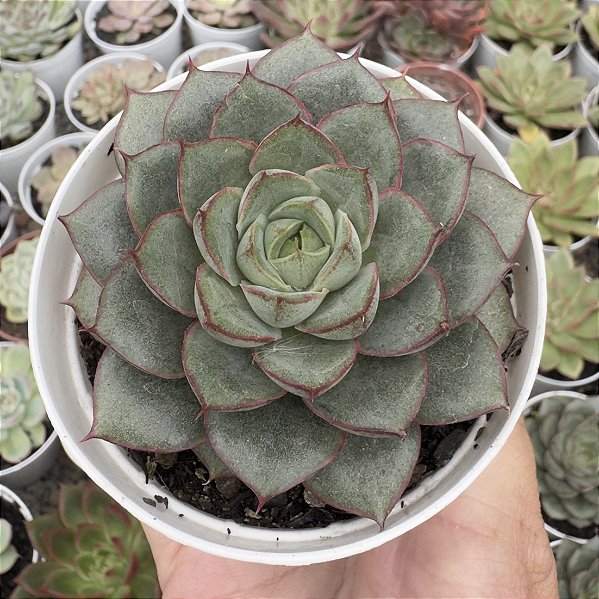 E. VELVET SCAR POTE 9