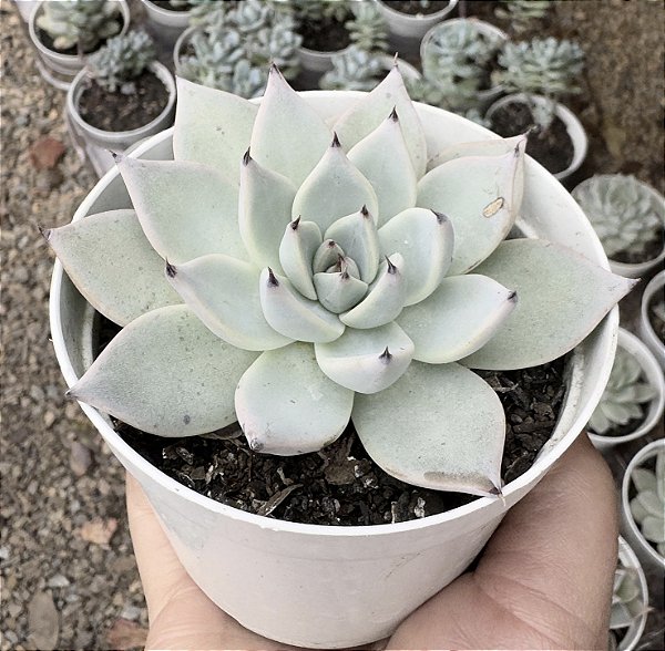 E. CUSPIDATA MENCHACA POTE 9