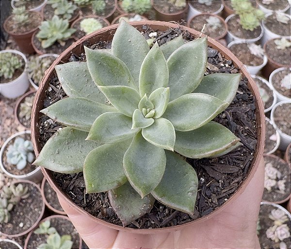 E. LOVE GREEN POTE 9