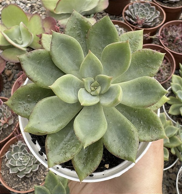 E. LOVE GREEN POTE 9