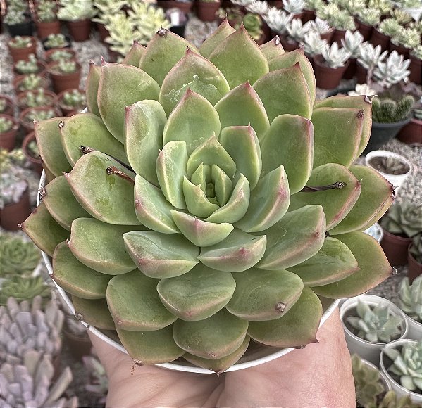 E. AMBER CLAY POTE 9