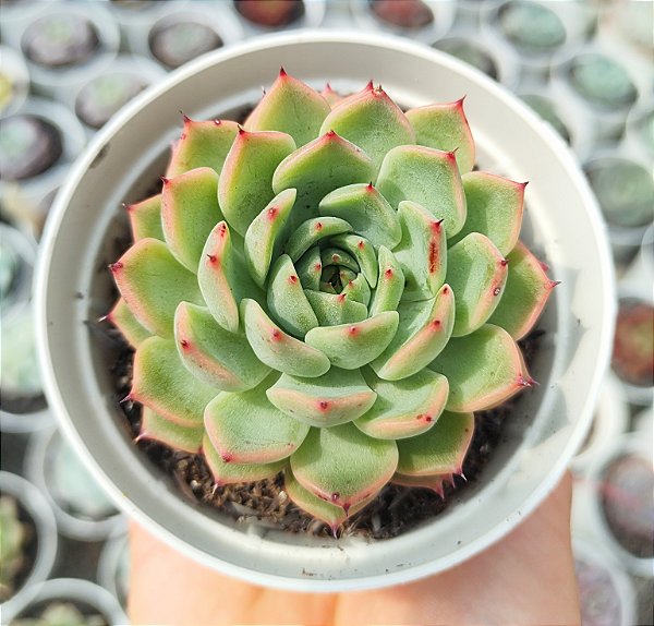 E. ARMIN ARLERT POTE 9