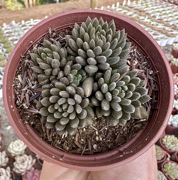SINOCRASSULA YUNANENSIS POTE 9