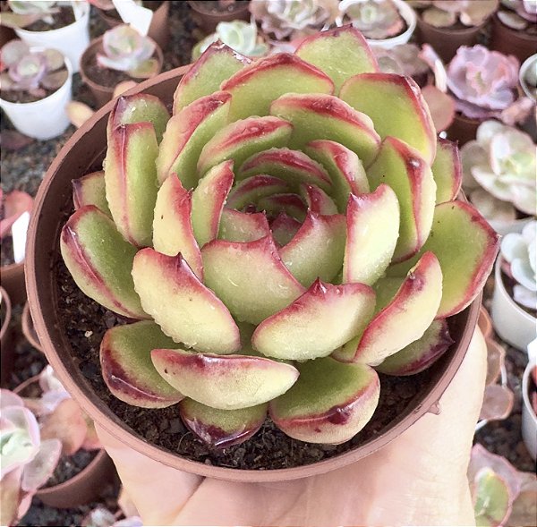 E. PULI-LINDSAYANA POTE 9