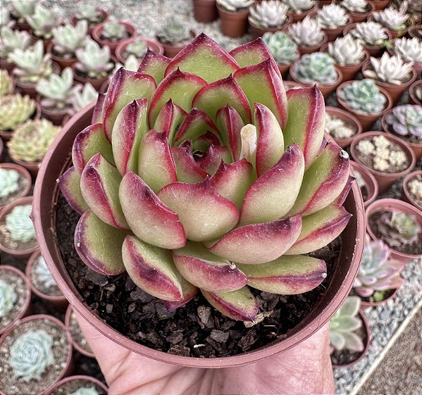E. PULI-LINDSAYANA POTE 9