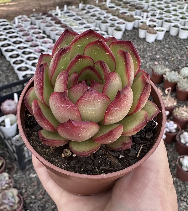 E. PULI-LINDSAYANA POTE 9