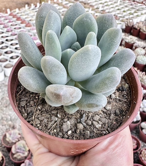 P. CLAVIFOLIA POTE 9