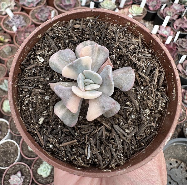 E. CUBIC FROST VARIEGATA POTE 9 (SEM RAIZ)
