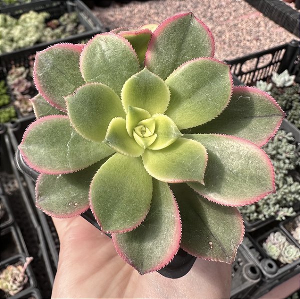 A. KIWI POTE 7