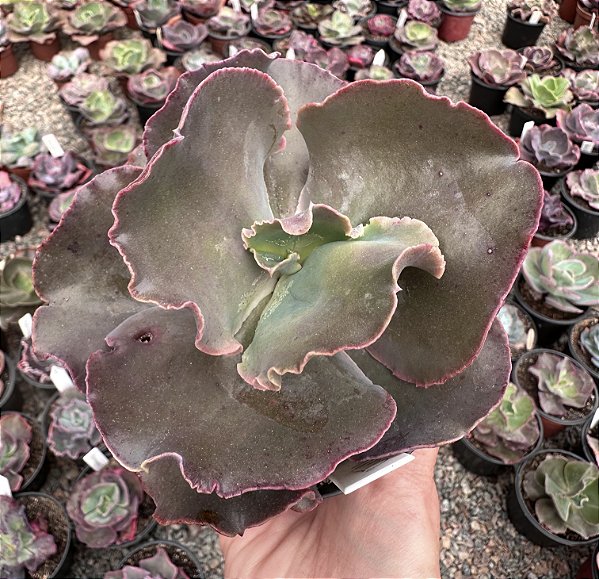 E. GIBB. VILLAIN (CARÚNCULAS) IMPORTADA  POTE 11