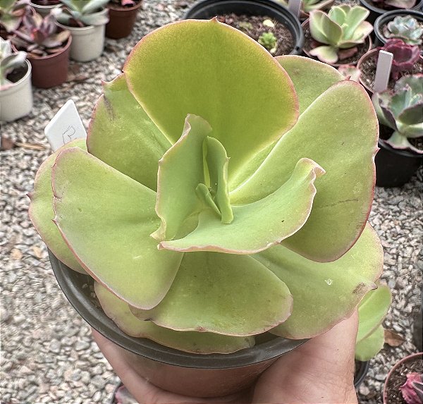 E. GIBB. BLONDIE POTE 9