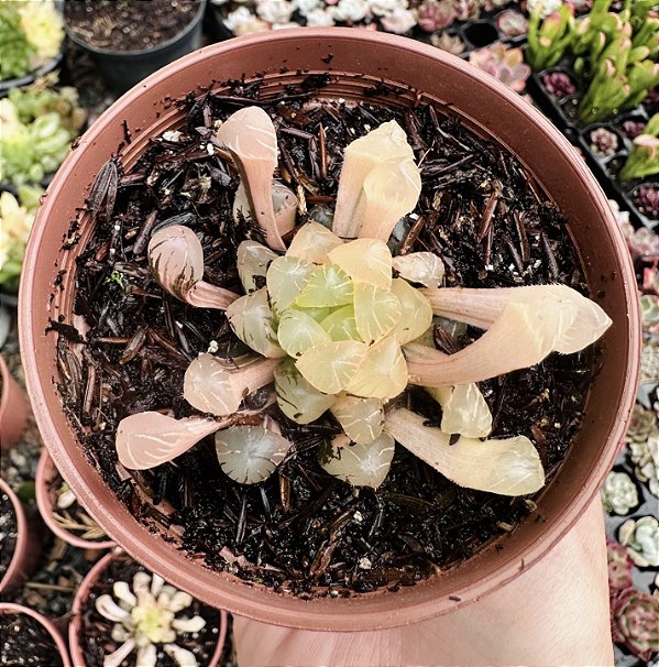 H. COOPERI VAR. ICE LANTERN POTE 9