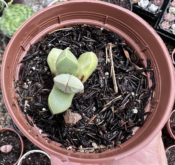 LAPIDDARIA MARGARETHAE POTE 9