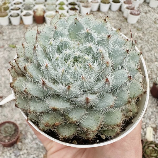 E. SETOSA F 042 POTE 9