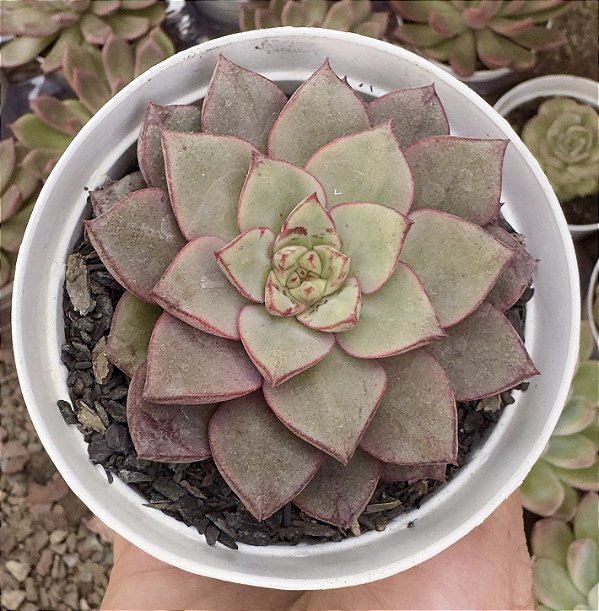 E. NACRE POTE 9