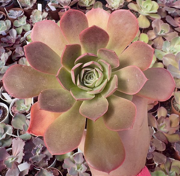 E. RELENA POTE 9