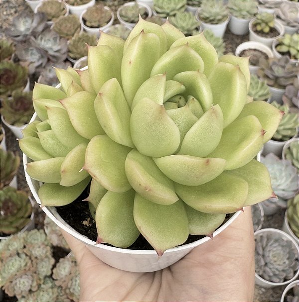 E. PHEONIX FIRE POTE 9
