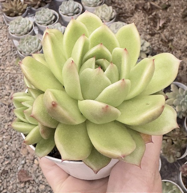 E. PHOENIX FIRE POTE 9