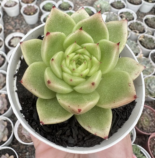 E. PHEONIX FIRE POTE 9