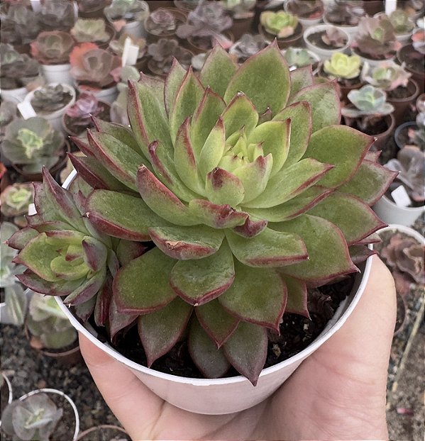 E. ESPERÓ POTE 9